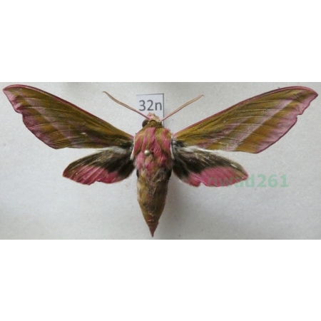 Deilephila elpenor (Linnaeus, 1758) Zmrocznik gładysz Poland32n